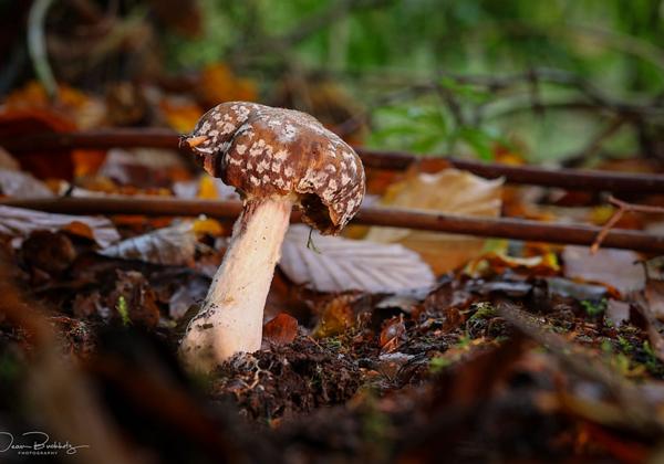 Fotowalk_Glowing_Mushrooms_23.10.2022