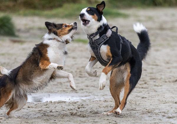 Hunde-Norddeich