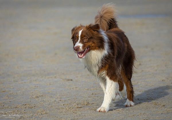 Hunde-am-Strand