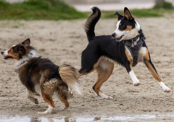 Luna+Nala-am-Strand