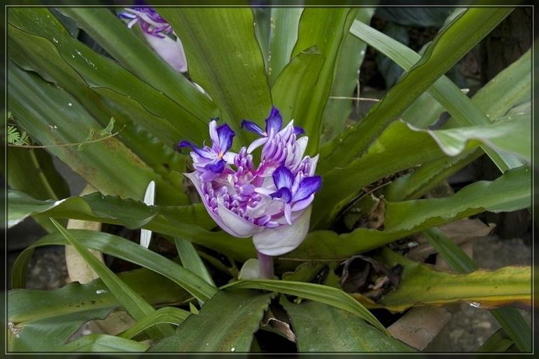 004_Berggarten_Hannover