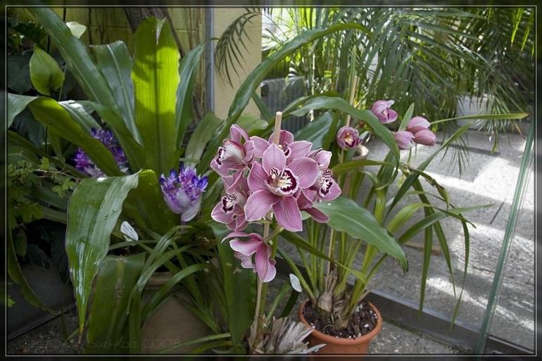 005_Berggarten_Hannover