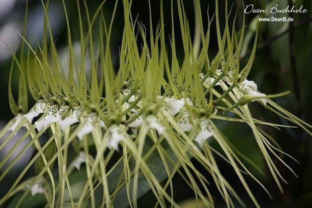 011_Berggarten_Hannover