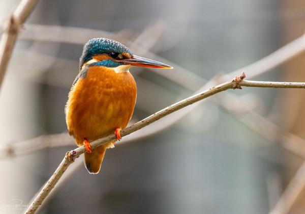 Eisvogel-Paderborn_08.01.2022