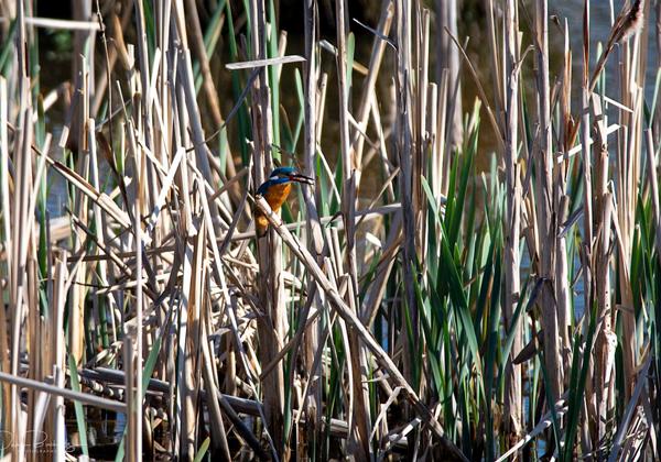 Stapelteiche-Weetzen_11.04.2020