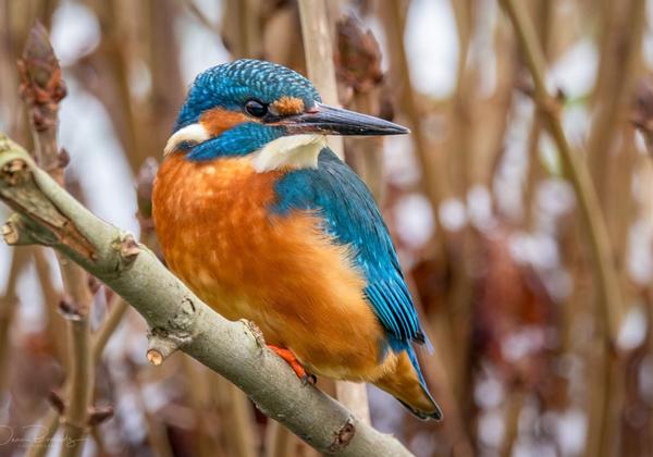 Eisvogel
