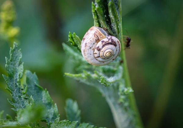 Macro-Kronsberg_03.06.2022