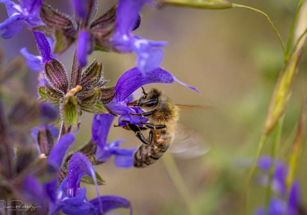 Macro-Kronsberg_20.05.2022