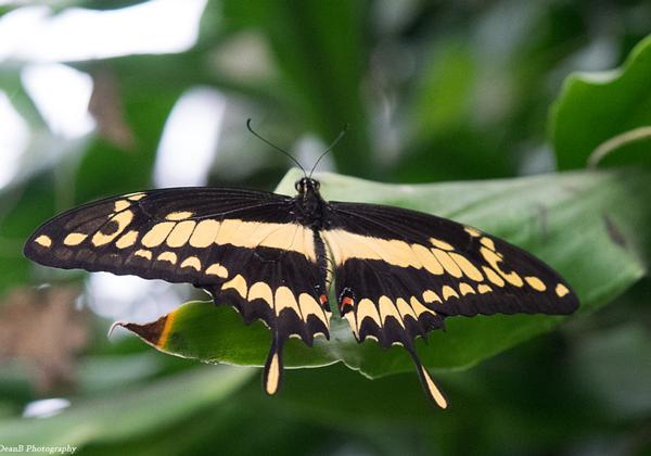 Schmetterlingspark-Buchholz_30.08.2014
