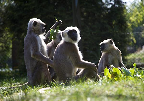 SerengetiPark_07.05.2011