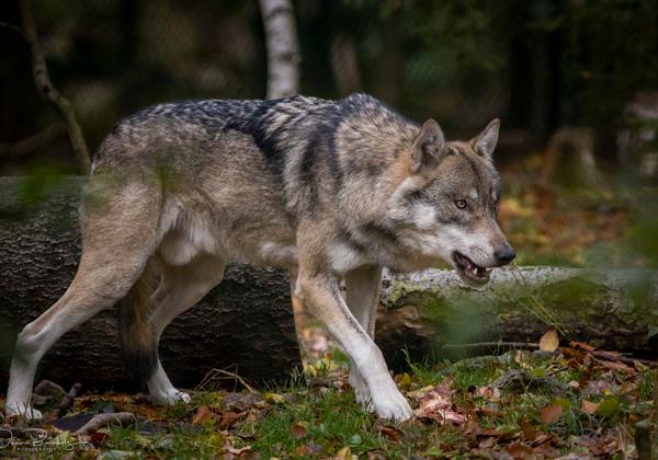 Tierpark-Hexentanzplatz_09.10.2020