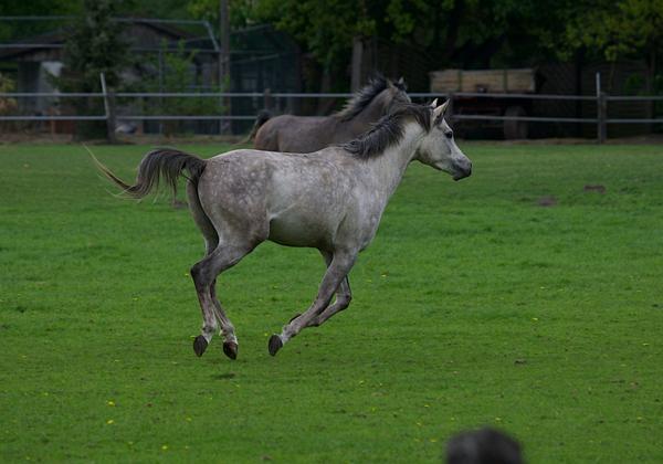 Tierpark-Stroehen_09.05.2013