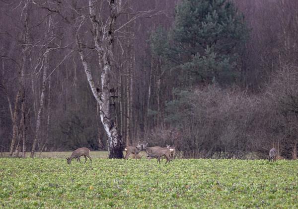 Tierpark-Stroehen_14.03.2021