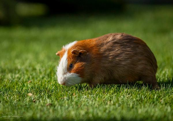 Tierpark_Thuele_14.03.2020
