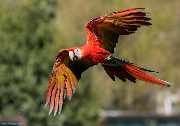 Vogelpark-Walsrode_06.05.2016