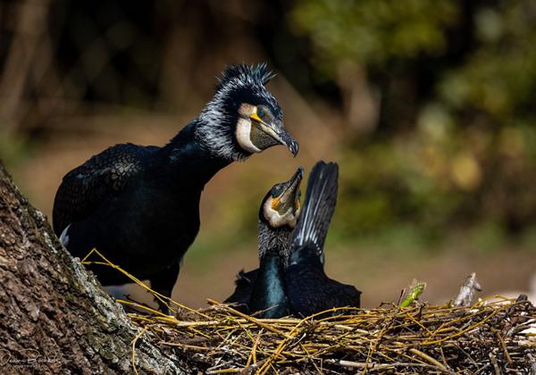 Vogelpark-Walsrode_30.03.2021