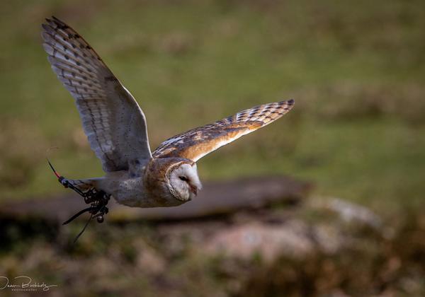 Wildpark-Eekholt_10.04.2021