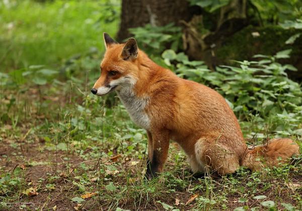 Wildpark-Eekholt_25.09.2021