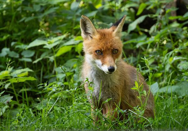 Wildpark-Eekholt_05.08.2023