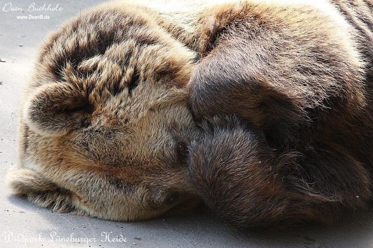 006_Wildpark_Lueneburger_Heide