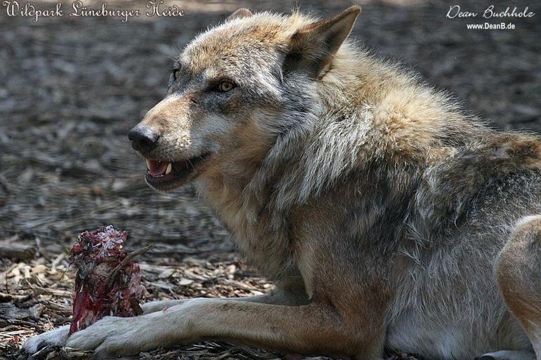 015_Wildpark_Lueneburger_Heide