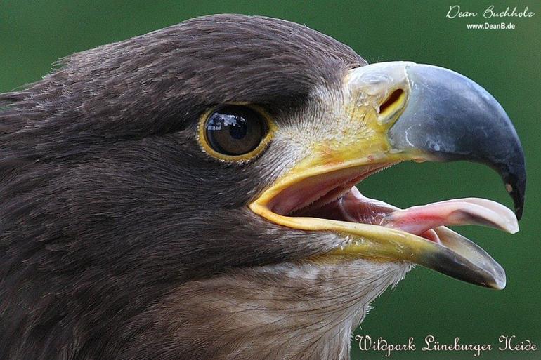 019_Wildpark_Lueneburger_Heide