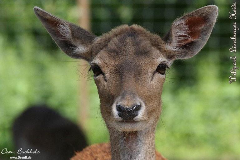 028_Wildpark_Lueneburger_Heide