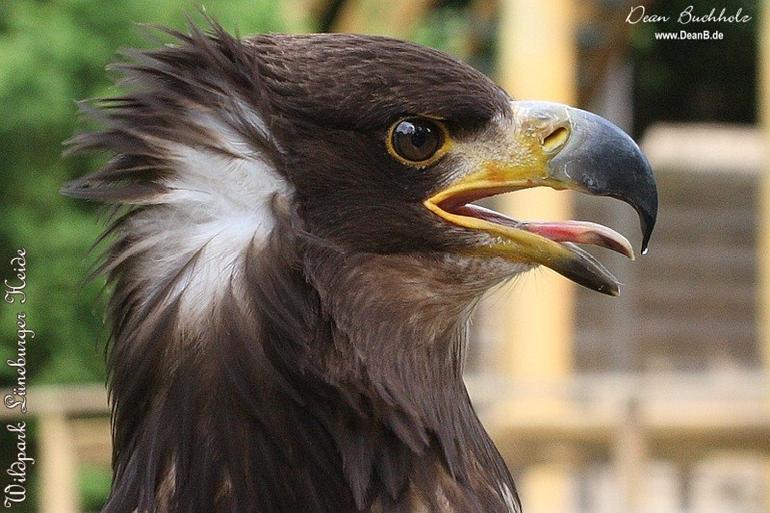 043_Wildpark_Lueneburger_Heide