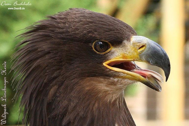 045_Wildpark_Lueneburger_Heide