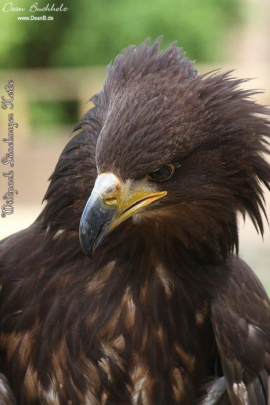 049_Wildpark_Lueneburger_Heide