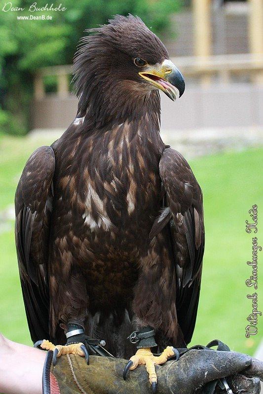 056_Wildpark_Lueneburger_Heide