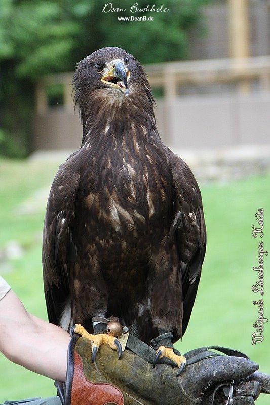 061_Wildpark_Lueneburger_Heide