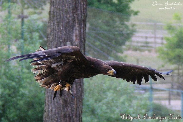 067_Wildpark_Lueneburger_Heide