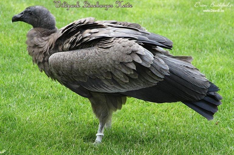 072_Wildpark_Lueneburger_Heide
