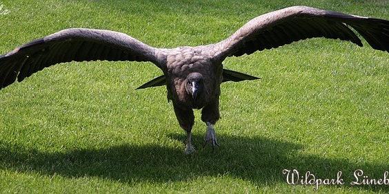 074_Wildpark_Lueneburger_Heide