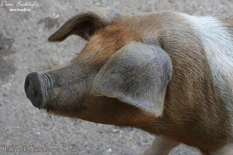 120_Wildpark_Lueneburger_Heide