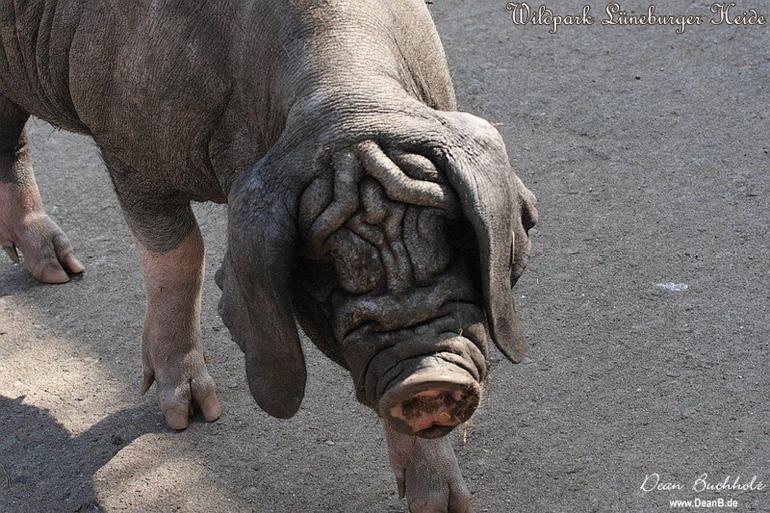 126_Wildpark_Lueneburger_Heide