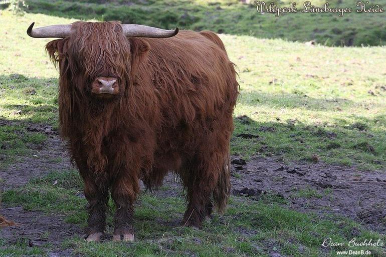 133_Wildpark_Lueneburger_Heide