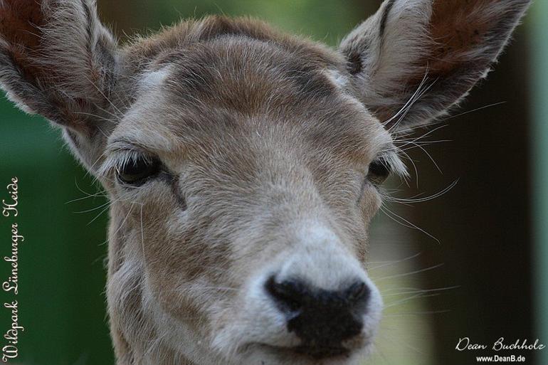 135_Wildpark_Lueneburger_Heide