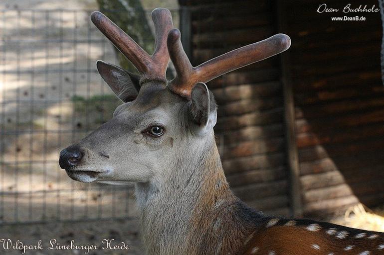 139_Wildpark_Lueneburger_Heide