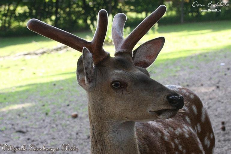 141_Wildpark_Lueneburger_Heide