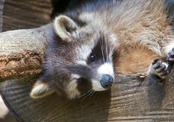 Wildpark-Lueneburger-Heide_25.04.2011