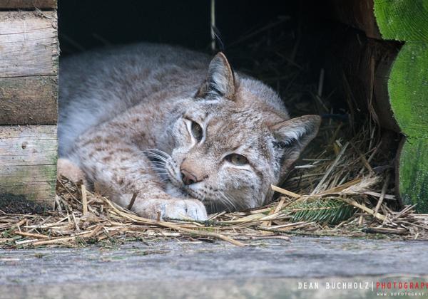 Wildpark-Lueneburger-Heide_07.05.2014