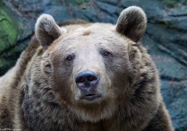 Wildpark-Lueneburger-Heide_18.01.2015