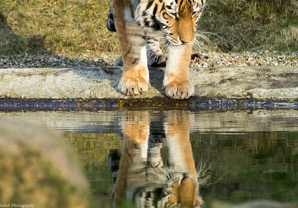 Wildpark-Lueneburger-Heide_22.02.2015