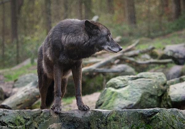 Wildpark_Lueneburger_Heide_12.12.2015