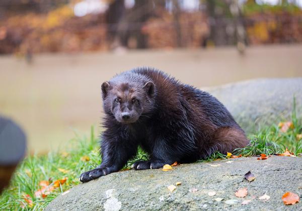 Wildpark-Lueneburger-Heide_05.11.2016