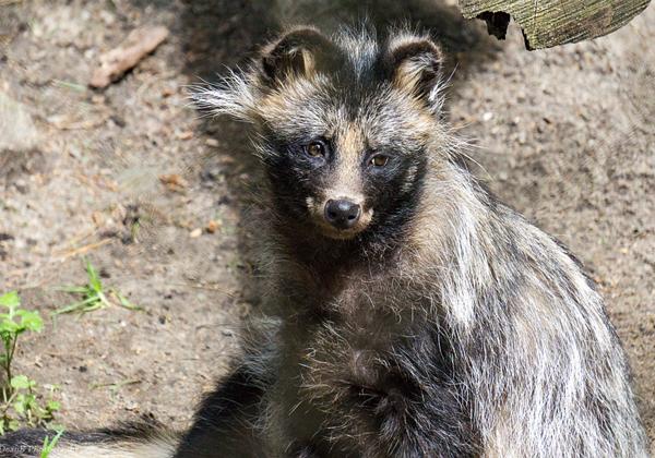 Wildpark-Lueneburger-Heide_19.07.2016