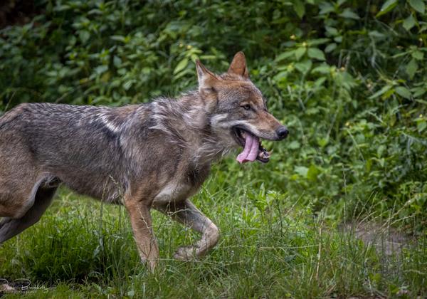 Wildpark-Lueneburger-Heide_11.07.2020