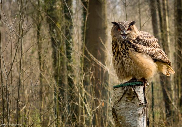 Wildpark-Mueden_09.04.2016